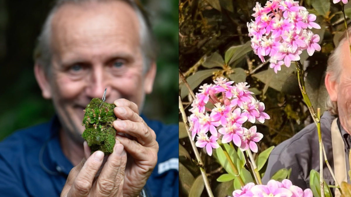 Antioqueño que convirtió su reserva de orquídeas en una planta del ‘Arca de Noé’ y fue reconocido por National Geographic

 – Ojo critico