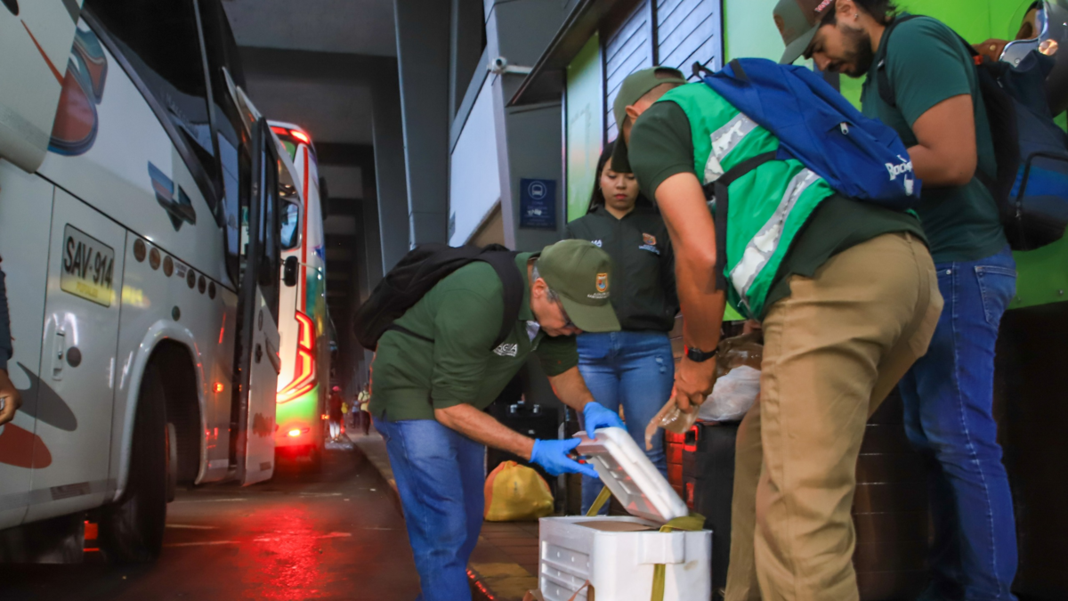 Rescatan ocho cangrejos azules y capturan un armadillo ahumado en una hielera de poliestireno en el equipaje del autobús

 – Ojo critico