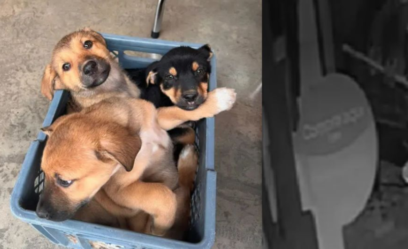 un hombre abandonó a sus tres perros en Rionegro

 – Ojo critico