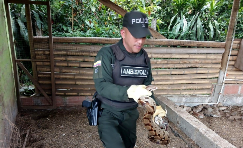 Acciones contra el tráfico de vida silvestre en Antioquia Semana Santa 2026

 – Ojo critico