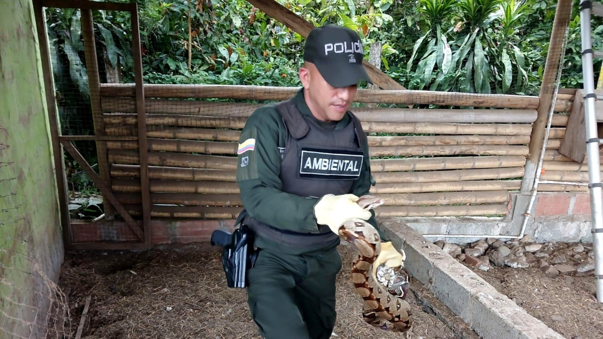 Acciones contra el tráfico de vida silvestre en Antioquia Semana Santa 2026

 – Ojo critico