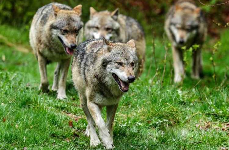 Alemania permite la caza de lobos

 – Ojo critico