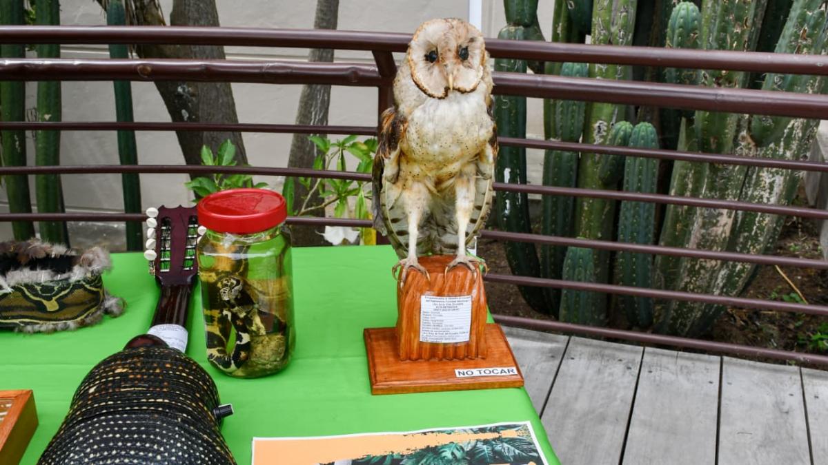 Campaña ambiental en Ecuador tiene como objetivo proteger la vida silvestre

 – Ojo critico