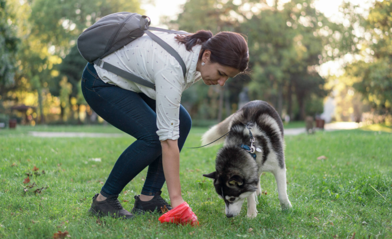 Rociarían un líquido mortal que destruye los cuerpos de los animales domésticos

 – Ojo critico