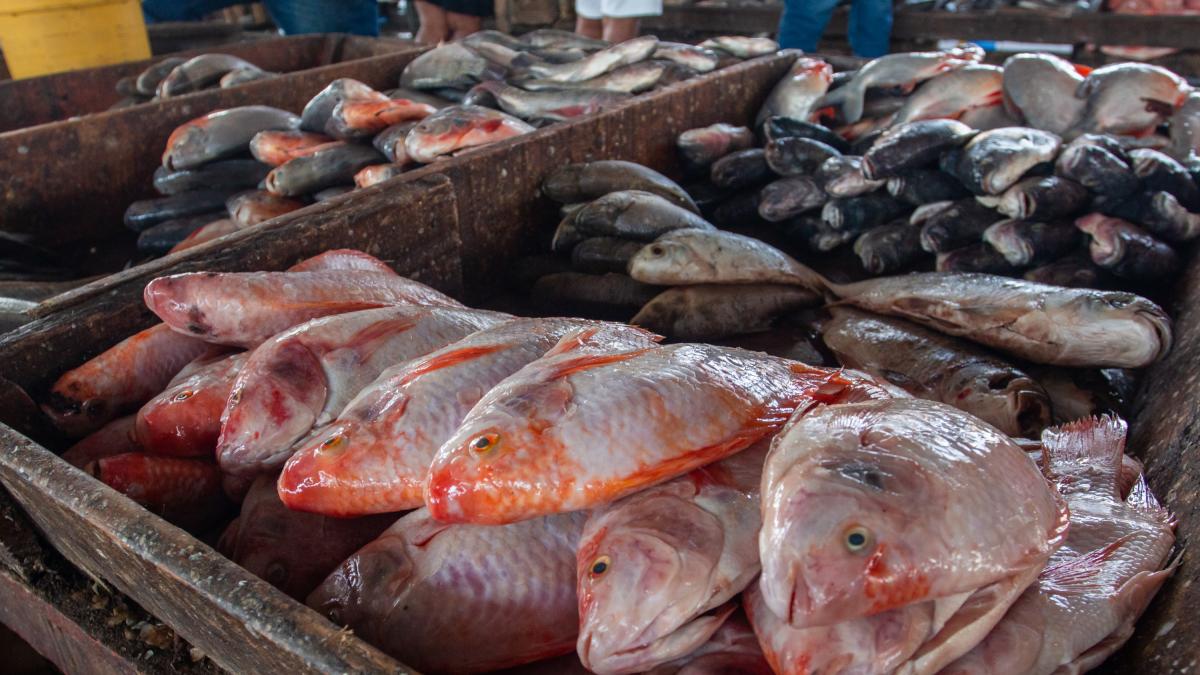 alta demanda para Semana Santa; mojarra lidera con precios estables

 – Ojo critico