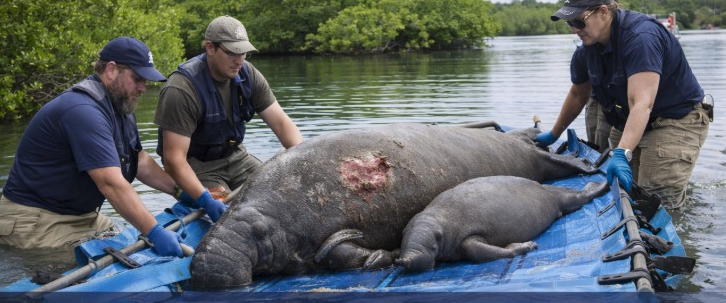 Manatíes rescatados de un río de Florida reciben atención en un centro especializado

 – Ojo critico