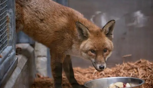 Increíble viaje: Fox llega a Nueva York tras esconderse en un barco procedente de Inglaterra

 – Ojo critico