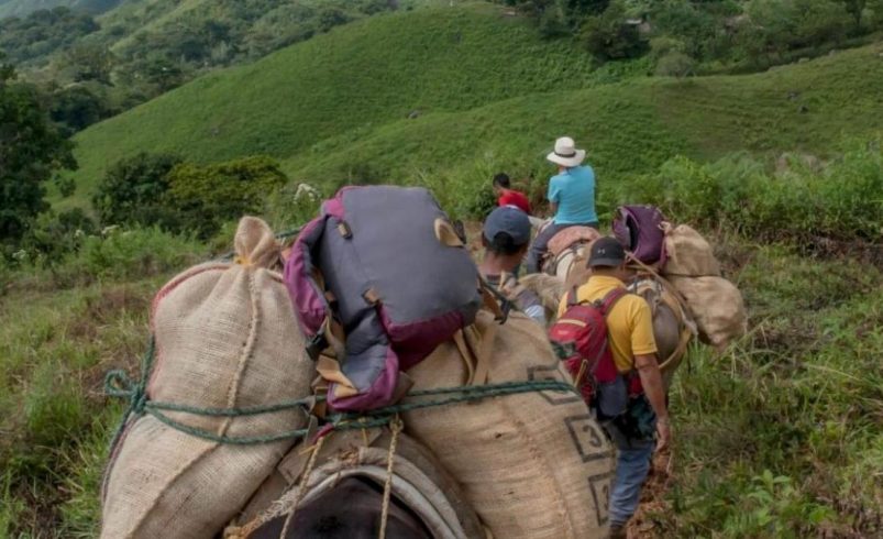 En las cuatro comunas de Nariño ni siquiera la Semana Santa se puede celebrar en paz; Se registró el desplazamiento de 81 familias indígenas y campesinas

 – Ojo critico