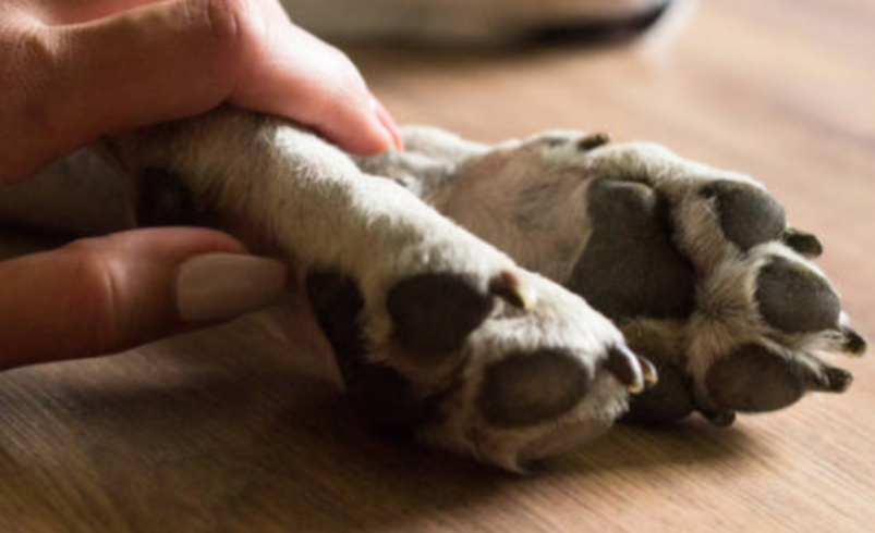El perro golpeado murió y fue enterrado por el atacante.

 – Ojo critico