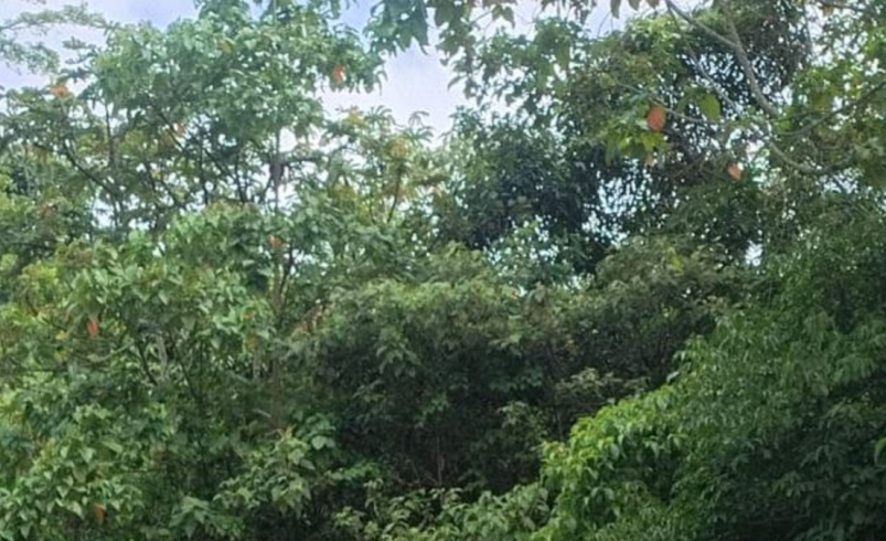 Fuerza pública verifica artefactos que puedan contener explosivos

 – Ojo critico