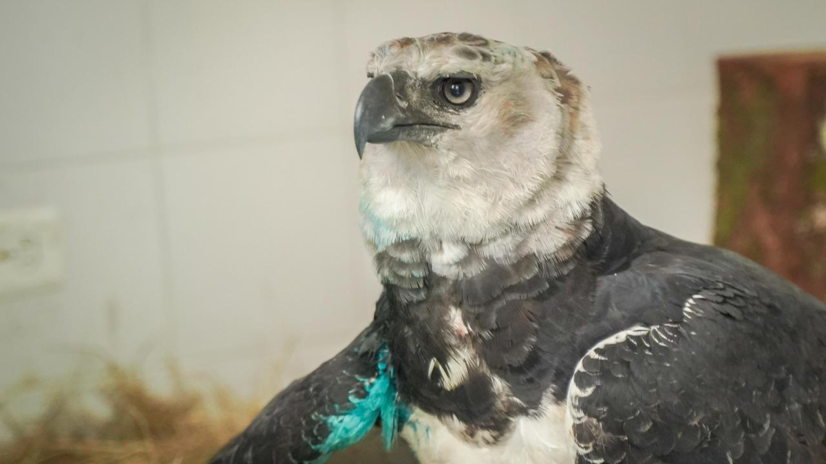 El águila arpía herida en el Meta lucha por sobrevivir y será operada

 – Ojo critico