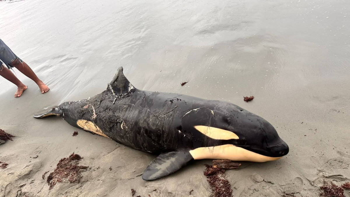Esto es todo lo que se sabe sobre la orca que apareció muerta en las playas de Moñitos (Córdoba) y provocó alarma ecológica en el Caribe

 – Ojo critico