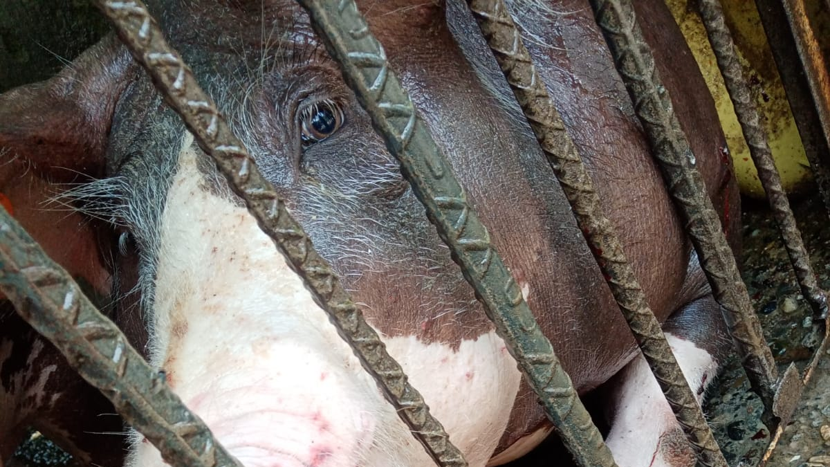 Campesinos denuncian que disparos y explosivos lanzados desde drones han afectado fincas en Jamundí en el Valle: incluso hay cerdos heridos

 – Ojo critico