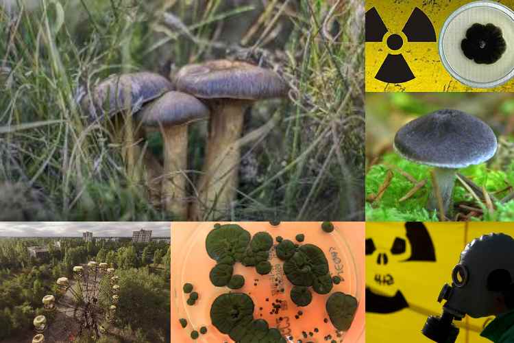 Los hongos de Chernobyl podrían proteger contra la radiación

 – Ojo critico