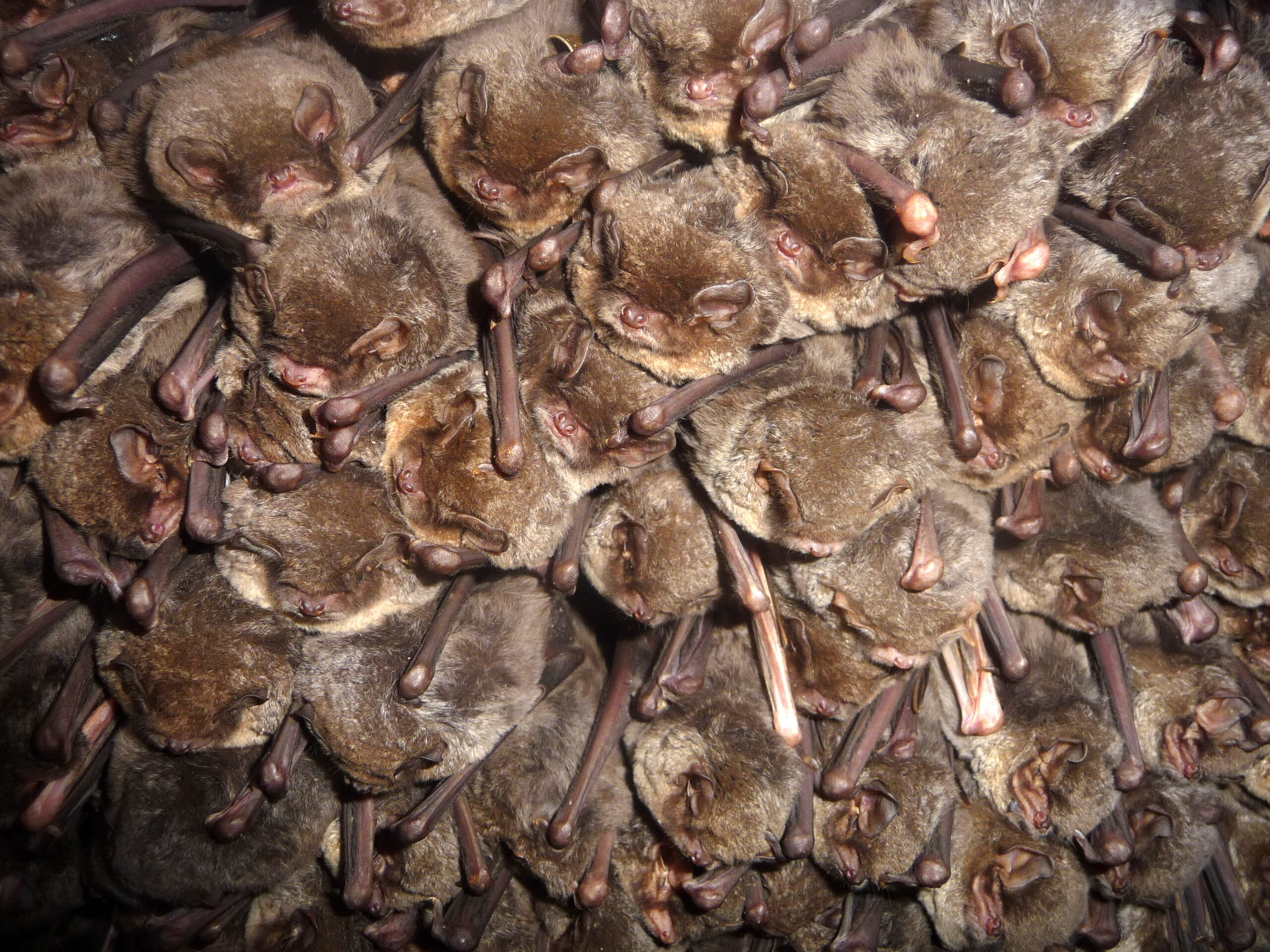 Los murciélagos rescatados en Ucrania regresan a la naturaleza con un evento comunitario

 – Ojo critico