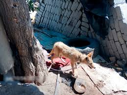 Durango: coyote deambula en zona urbana y es rescatado por autoridades

 – Ojo critico