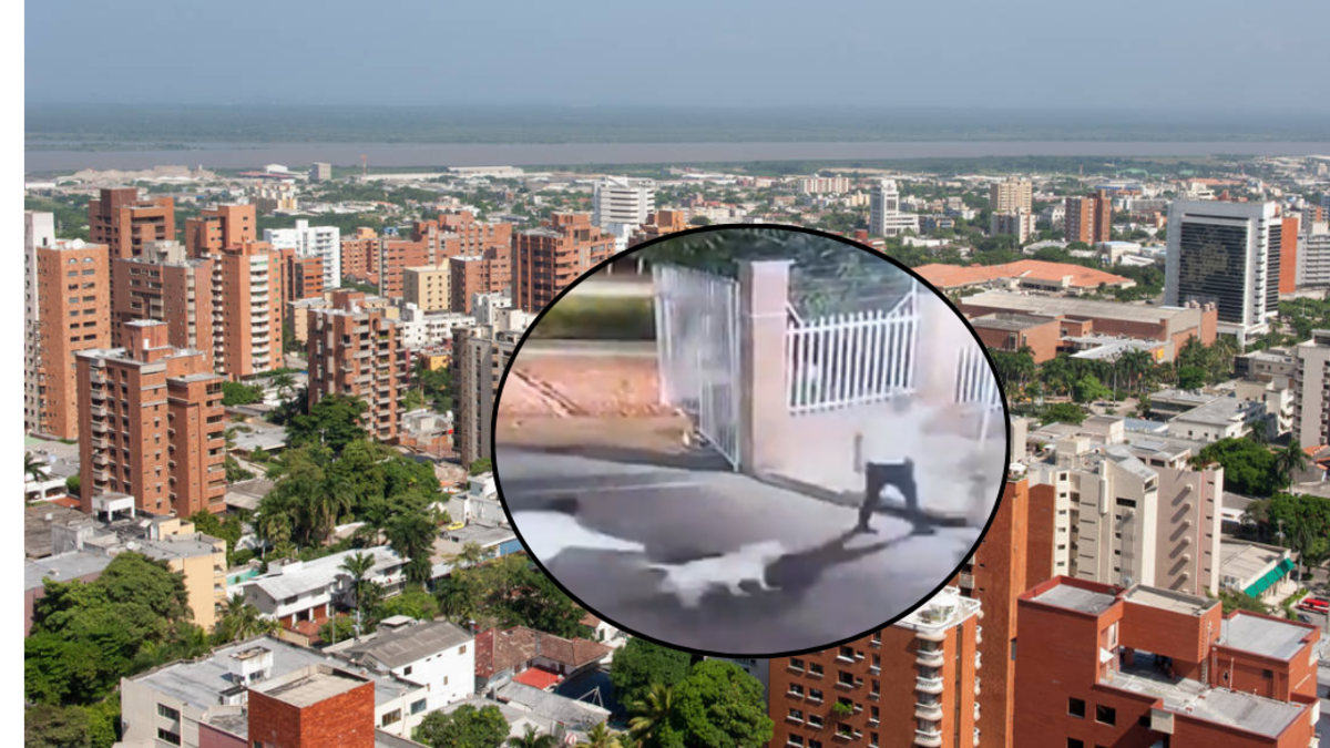 pitbull mata a un yorkie en un complejo de apartamentos; la familia anuncia acciones legales

 – Ojo critico